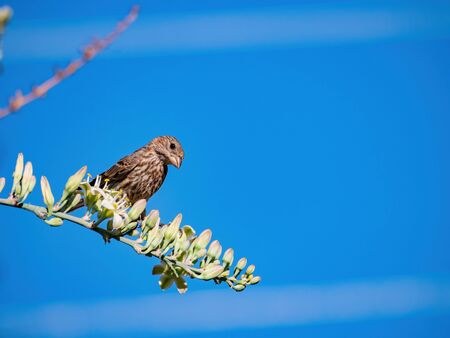 Close up shot of a cute sparrow on a brunch at Henderson, Nevadaの写真素材