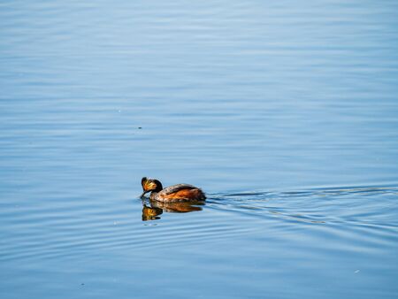 Close up shot of a Black-necked grebe swimming in a pond at Henderson, Nevadaの写真素材