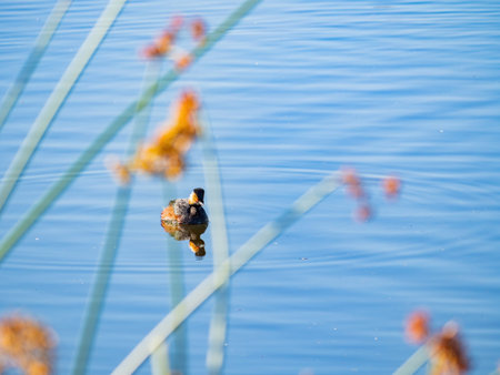 Close up shot of a Black-necked grebe swimming in a pond at Henderson, Nevada
