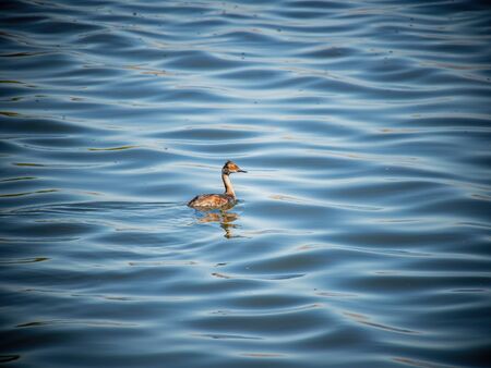 Close up shot of a Black-necked grebe swimming in a pond at Henderson, Nevadaの写真素材