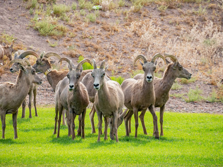 Close up shot of many Bighorn sheep eating grass in Hemenway Park at Boulder City, Nevada