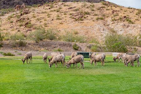 Close up shot of many Bighorn sheep eating grass in Hemenway Park at Boulder City, Nevadaの写真素材