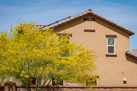 Sunny view of Parkinsonia florida blossom and a beautiful residence building at Las Vegas, Nevada