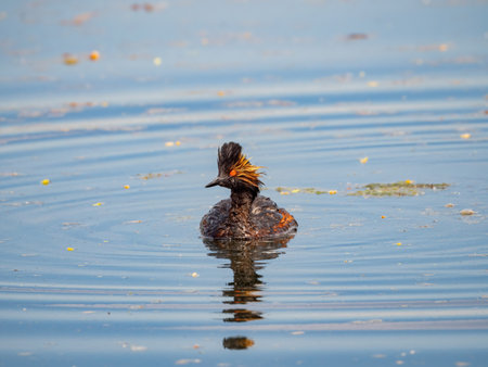 Close up shot of a Black-necked grebe swimming in a pond at Henderson, Nevada