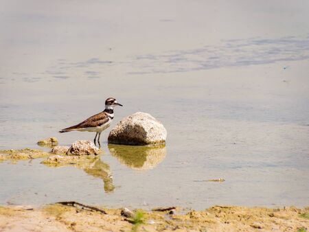 Close up of a cute Plover at Las Vegas, Nevadaの写真素材