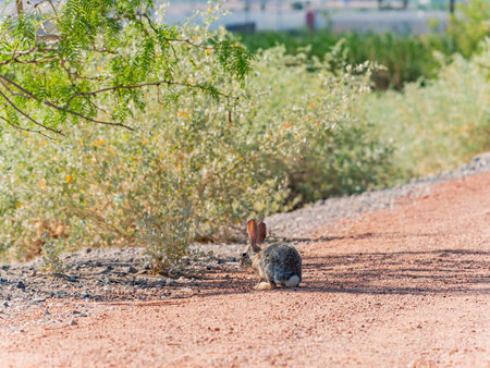 Close up shot of a cute Cottontail rabbit at Las Vegas, Nevadaの写真素材