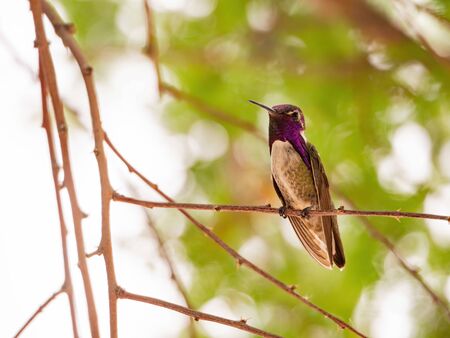 Close up shot of a hummingbird resting on a branch at Las Vegas, Nevadaの写真素材
