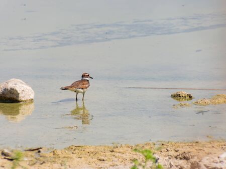 Close up of a cute Plover at Las Vegas, Nevadaの写真素材