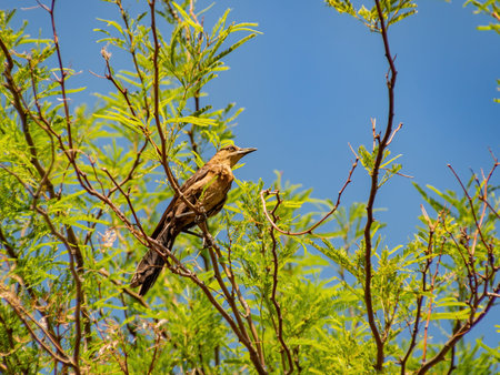 Close up shot of a Great tailed Grackle resting on a branch at Las Vegas, Nevada