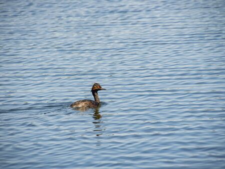 Close up shot of a Black-necked grebe swimming in a pond at Henderson, Nevadaの写真素材