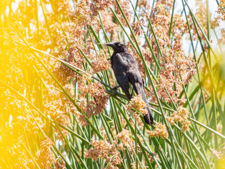 Close up shot of a Great tailed Grackle resting on a branch at Las Vegas, Nevadaの写真素材