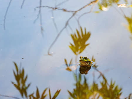 Close up shot of a cute American bullfrog in the pond at Las Vegas, Nevadaの写真素材