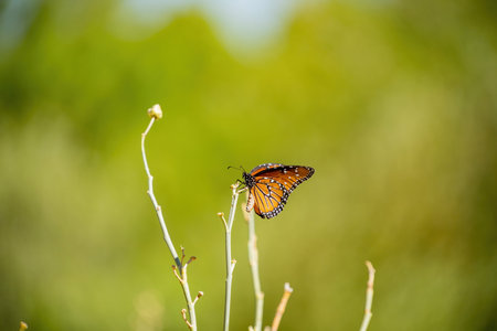 Close up shot of a Queen butterfly at Las Vegas, Nevada