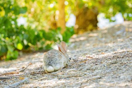 Close up shot of a cute Cottontail rabbit at Las Vegas, Nevada
