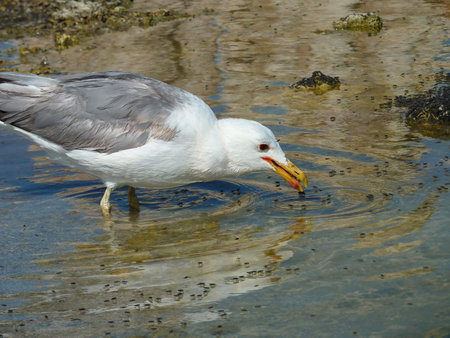 Sunny view of the Mono lake with full of Alkali fly and a seagull at California