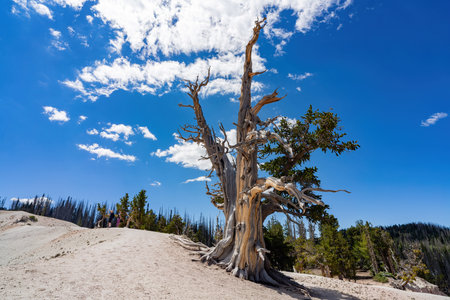 Beautiful landscape saw from Ramparts Trail of Cedar Breaks National Monument at Utah, USA