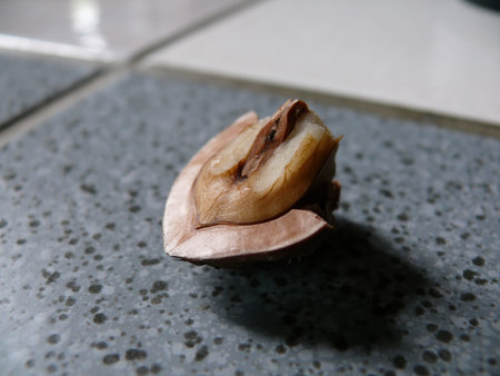 Close up shot of a cracked nut on the ground at Hualien, Taiwan