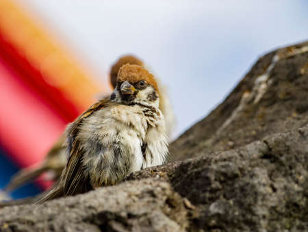 Close up shot of a cute sparrow at Taipei, Taiwanの写真素材