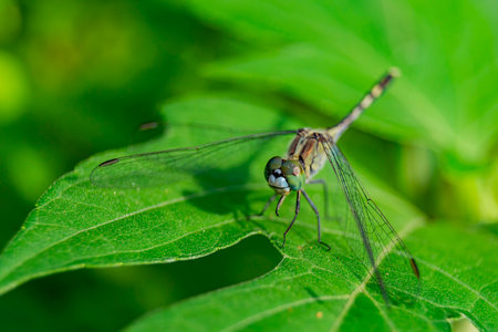 Close up shot of Blue Dasher dragonfly on a leaf at Taipei, Taiwan