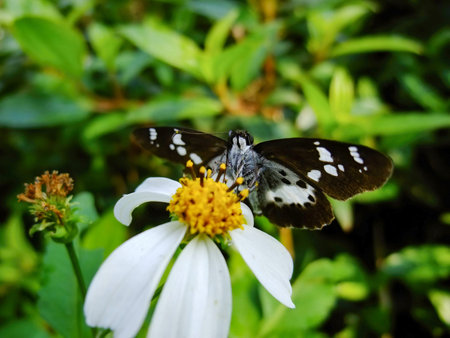 Close up shot of Udaspes folus on a flower at Taipei, Taiwan