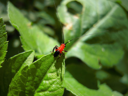 Close up shot of Conocephalus melaenus on leaf at Taipei, Taiwan