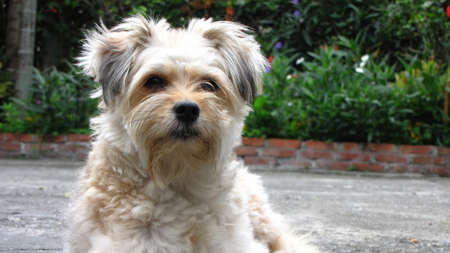 Close up shot of a cute Terrier dog on ground at Taipei, Taiwanの写真素材