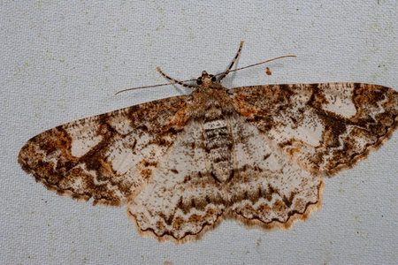 Close up shot of a Peribatodes moth in Highland Experimental Farm, National Taiwan University at...