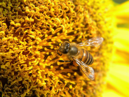Close up shot of bee and sunflower at Taipei, Taiwan
