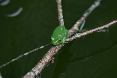 Close up shot of a tree frog resting on a brunch in Highland Experimental Farm, National Taiwan...
