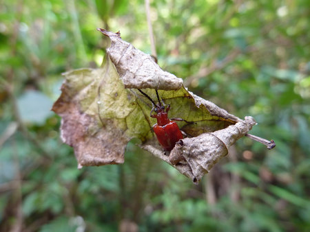 Close up shot of weevil on a leaf at Taipei, Taiwan