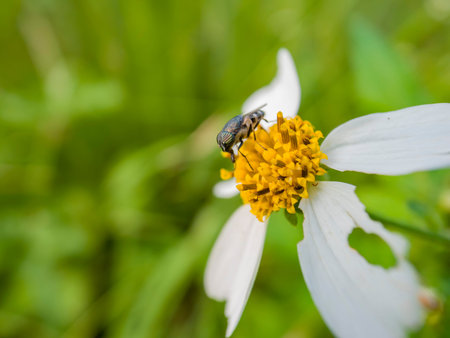 Close up shot of a fly on a flower at Taipei, Taiwan