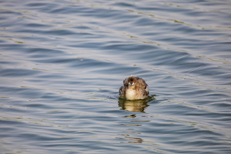 Close up shot of a Black-necked grebe swimming in a pond at Henderson, Nevada