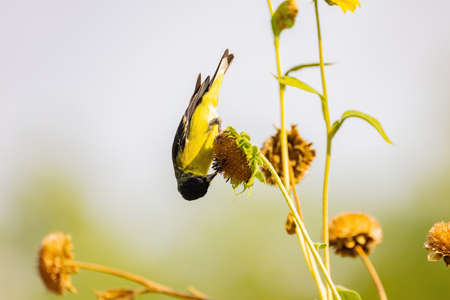 Close up shot of a cute Lesser goldfinch eating on a sunflower at Henderson Bird Viewing Preserve, Nevadaの写真素材