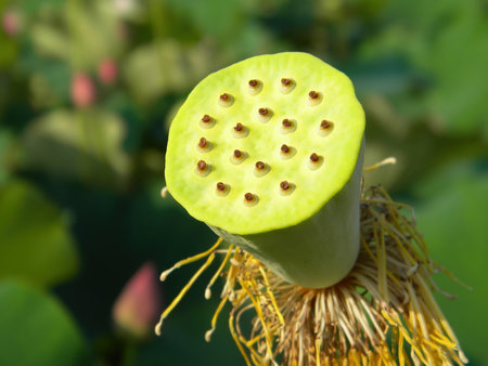 Close up shot of lotus root at Taipei, Taiwanの写真素材