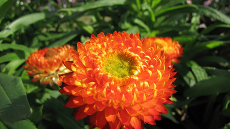 Close up shot of the Helichrysum arenarium blossom at Taipei, Taiwanの写真素材