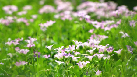 Close up shot of many Oxalis barrelieri blossom at Taipei, Taiwanの写真素材