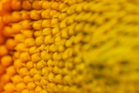 Close up shot of sunflower blossom at Taipei, Taiwanの写真素材