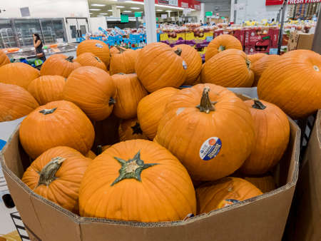 Las Vegas, OCT 8, 2020 - Close up shot many pumpkin selling in Costcoのeditorial素材