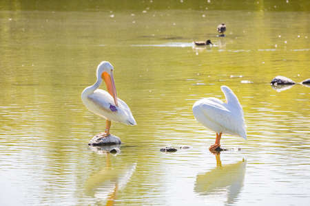 Sunny view of Pelican in a pond at Las Vegas, Nevadaのeditorial素材