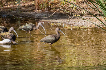 Close up shot of cute Puna ibis in the pond at Nevada