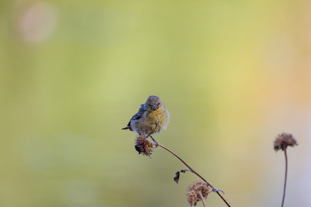 Close up shot of a cute Lesser goldfinch eating on a sunflower at Henderson Bird Viewing Preserve, Nevadaの写真素材