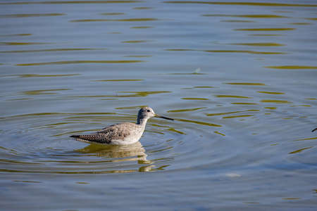 Close up shot of cute Lesser yellowlegs at Henderson Bird Viewing Preserve, Nevadaの写真素材