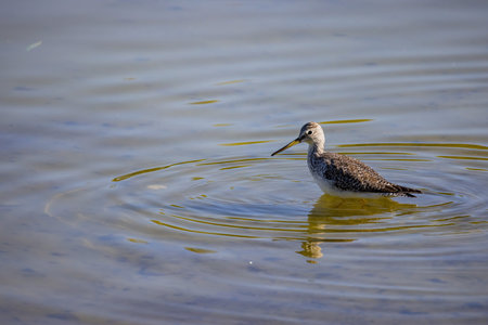 Close up shot of cute Lesser yellowlegs at Henderson Bird Viewing Preserve, Nevada