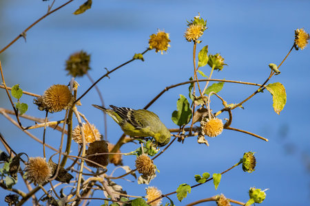Close up shot of a cute Lesser goldfinch eating on a sunflower at Henderson Bird Viewing Preserve,...
