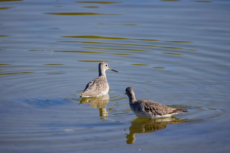 Close up shot of cute Lesser yellowlegs at Henderson Bird Viewing Preserve, Nevadaの写真素材