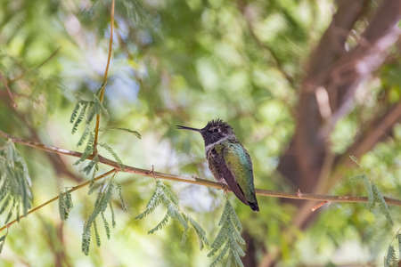 Close up shot of cute hummingbird resting on brunch at Nevadaの写真素材