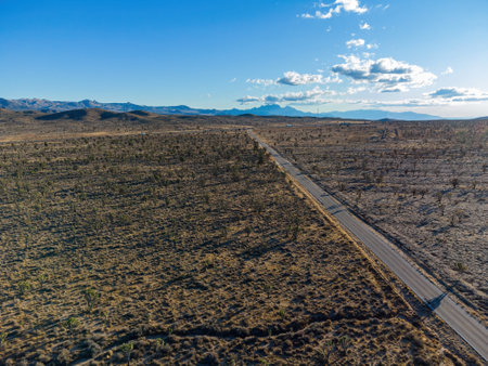 Aerial view of many joshua tree in rural land at Californiaの写真素材