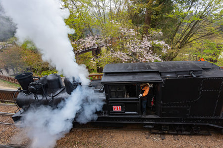 Morning view of the Yoshino cherry tree blossom and railway at Taiwan