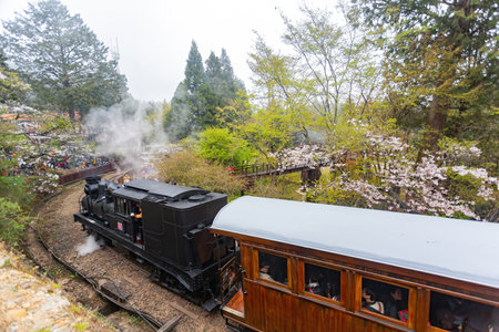 Chiayi, MAR 15, 2013 - Morning view of the Yoshino cherry tree blossom and railwayのeditorial素材