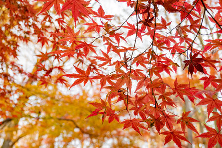 Red maple leaves